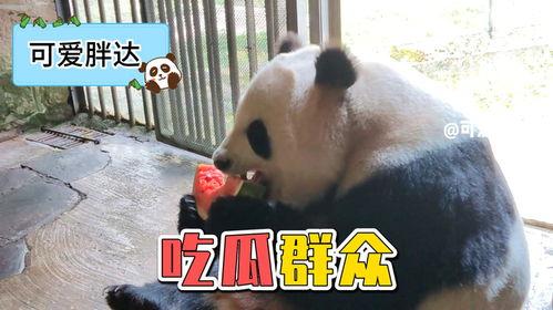 吃瓜熊猫动画视频下载免费,免费下载,欢乐无限  第2张 吃瓜熊猫动画视频下载免费,免费下载,欢乐无限  第2张
